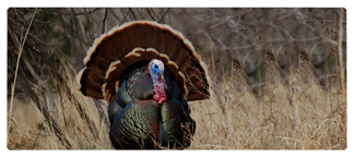 DNSEMP-L-315 Gone Hunting (Turkey)